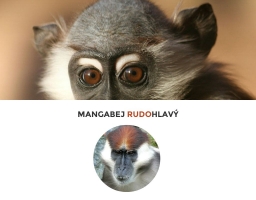 Mangabej rudohlavý