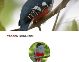 Trogon kubánský